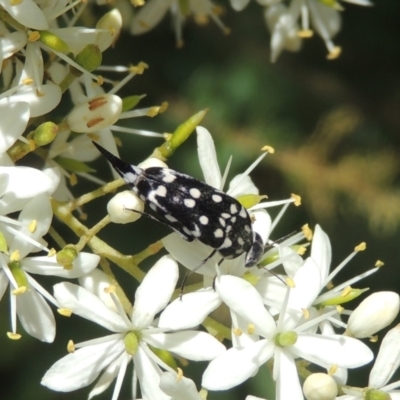 Mordella dumbrelli (Dumbrell's Pintail Beetle) at Pollinator-friendly garden Conder - 7 Jan 2023 by michaelb