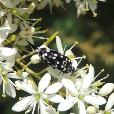 Mordella dumbrelli (Dumbrell's Pintail Beetle) at Conder, ACT - 7 Jan 2023 by michaelb