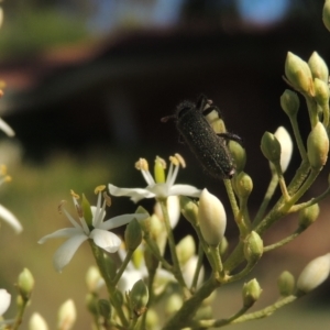 Eleale aspera at Conder, ACT - 8 Jan 2023 04:45 PM