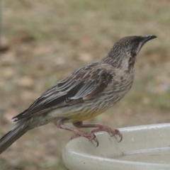 Anthochaera carunculata (Red Wattlebird) at Conder, ACT - 26 Jan 2023 by michaelb