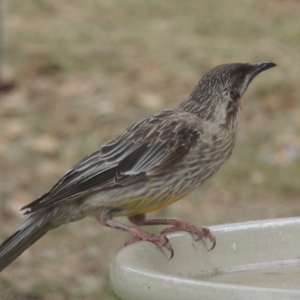 Anthochaera carunculata at Conder, ACT - 26 Jan 2023