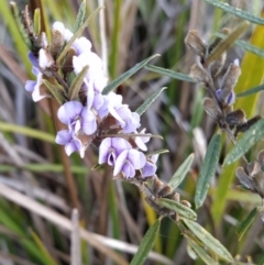 Hovea heterophylla (Common Hovea) at Fadden, ACT - 18 Jul 2023 by KumikoCallaway