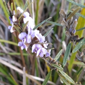 Hovea heterophylla at Fadden, ACT - 18 Jul 2023