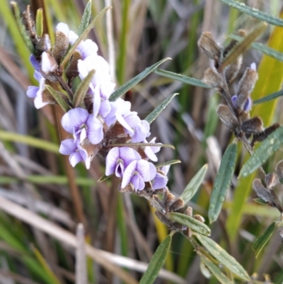 Hovea heterophylla (Common Hovea) at Fadden, ACT - 18 Jul 2023 by KumikoCallaway