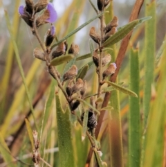 Hovea heterophylla at Fadden, ACT - 18 Jul 2023