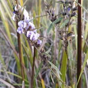 Hovea heterophylla at Fadden, ACT - 18 Jul 2023