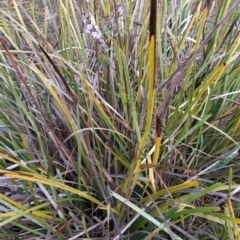 Hovea heterophylla at Fadden, ACT - 18 Jul 2023