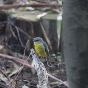 Eopsaltria australis at Acton, ACT - 15 Jul 2023