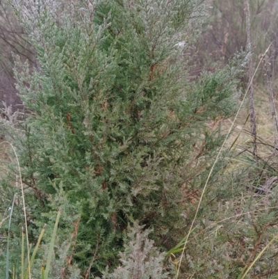 Juniperus communis (Juniper) at Fadden, ACT - 17 Jul 2023 by KumikoCallaway