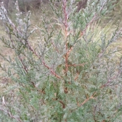 Juniperus communis at Fadden, ACT - 18 Jul 2023 08:32 AM