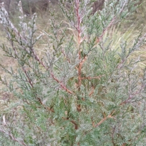 Juniperus communis at Fadden, ACT - 18 Jul 2023 08:32 AM