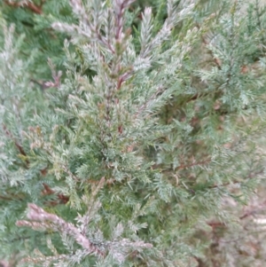 Juniperus communis at Fadden, ACT - 18 Jul 2023 08:32 AM