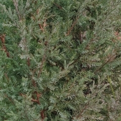 Juniperus communis at Fadden, ACT - 18 Jul 2023 08:32 AM