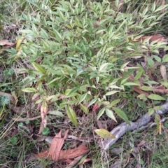 Nandina domestica (Sacred Bamboo) at Fadden, ACT - 18 Jul 2023 by KumikoCallaway