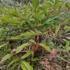 Nandina domestica at Fadden, ACT - 18 Jul 2023