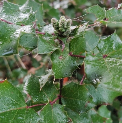 Berberis aquifolium (Oregon Grape) at Wanniassa Hill - 17 Jul 2023 by KumikoCallaway