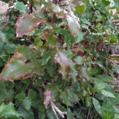 Berberis aquifolium at Fadden, ACT - 18 Jul 2023 08:33 AM