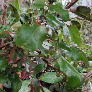 Berberis aquifolium at Fadden, ACT - 18 Jul 2023