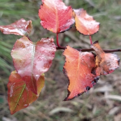 Pyrus sp. (An Ornamental Pear) at Wanniassa Hill - 17 Jul 2023 by KumikoCallaway