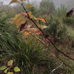 Pyrus sp. at Fadden, ACT - 18 Jul 2023 08:31 AM