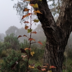 Pyrus sp. at Fadden, ACT - 18 Jul 2023 08:31 AM