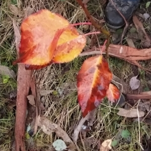 Pyrus sp. at Fadden, ACT - 18 Jul 2023 08:34 AM