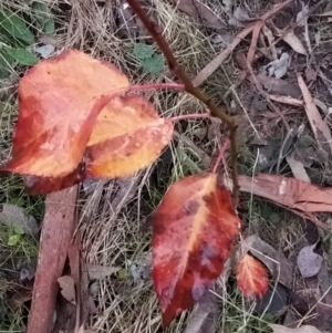 Pyrus sp. at Fadden, ACT - 18 Jul 2023