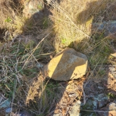 Litoria latopalmata (Broad-palmed Tree-frog) at Paddys River, ACT - 24 Jun 2023 by Darren