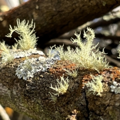 Usnea sp. (genus) (Bearded lichen) at Mount Majura - 18 Jul 2023 by Evie