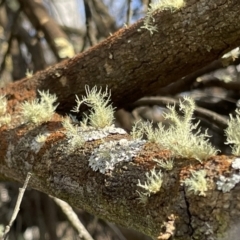 Usnea sp. (genus) at Watson, ACT - 18 Jul 2023 11:16 AM