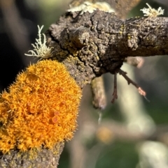 Teloschistes sp. (genus) (A lichen) at Mount Majura - 18 Jul 2023 by Evie