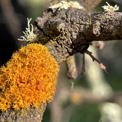 Teloschistes sp. (genus) (A lichen) at Mount Majura - 18 Jul 2023 by Evie