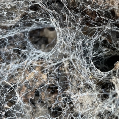 Badumna sp. (genus) (Lattice-web spider) at Mount Majura - 18 Jul 2023 by Evie