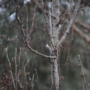 Cormobates leucophaea at Greenleigh, NSW - 4 Jul 2023