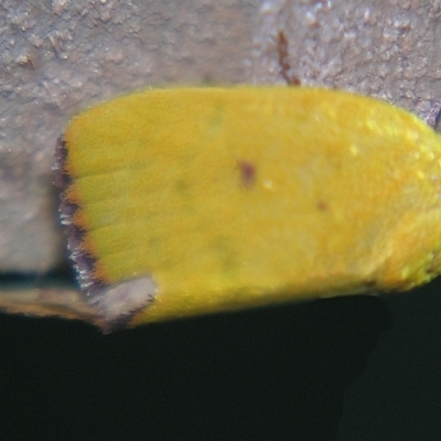 Earias luteolaria (Chloephorinae) at Sheldon, QLD - 28 Mar 2007 by PJH123