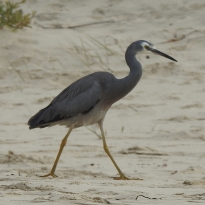 Egretta novaehollandiae (White-faced Heron) at Narooma, NSW - 6 Jul 2023 by GlossyGal