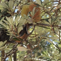 Acanthorhynchus tenuirostris (Eastern Spinebill) at North Narooma, NSW - 7 Jul 2023 by GlossyGal
