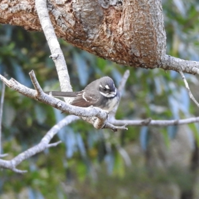 Rhipidura albiscapa (Grey Fantail) at Narooma, NSW - 7 Jul 2023 by GlossyGal