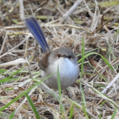 Malurus cyaneus (Superb Fairywren) at Narooma, NSW - 7 Jul 2023 by GlossyGal