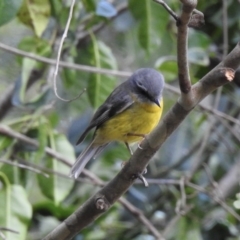 Eopsaltria australis (Eastern Yellow Robin) at Narooma, NSW - 7 Jul 2023 by GlossyGal