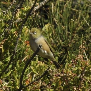 Zosterops lateralis at Narooma, NSW - 8 Jul 2023 11:50 AM