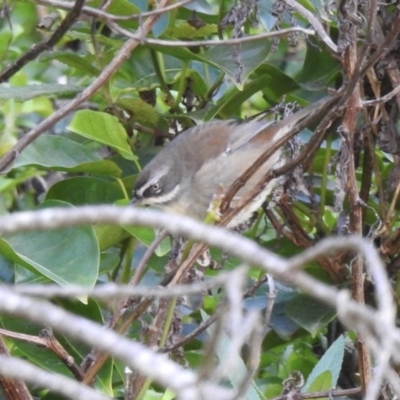 Sericornis frontalis (White-browed Scrubwren) at Narooma, NSW - 8 Jul 2023 by GlossyGal