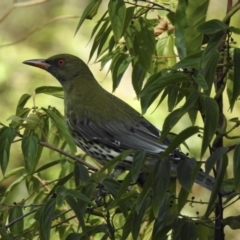 Oriolus sagittatus (Olive-backed Oriole) at Narooma, NSW - 9 Jul 2023 by GlossyGal