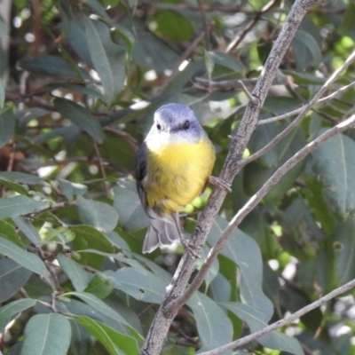 Eopsaltria australis (Eastern Yellow Robin) at Narooma, NSW - 9 Jul 2023 by GlossyGal