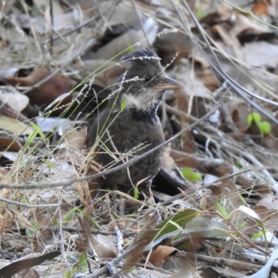 Psophodes olivaceus (Eastern Whipbird) at Narooma, NSW - 9 Jul 2023 by GlossyGal