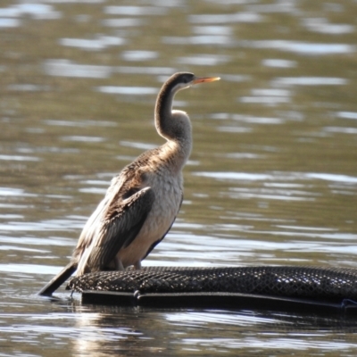 Anhinga novaehollandiae (Australasian Darter) at Narooma, NSW - 9 Jul 2023 by GlossyGal