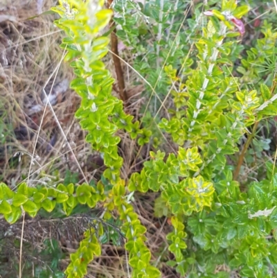 Oxylobium ellipticum (Common Shaggy Pea) at Namadgi National Park - 17 Jul 2023 by HappyWanderer