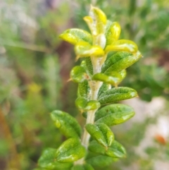 Oxylobium ellipticum at Rendezvous Creek, ACT - 18 Jul 2023