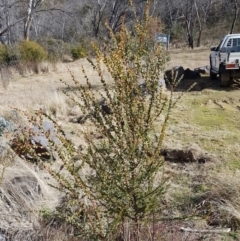 Acacia pravissima (Wedge-leaved Wattle, Ovens Wattle) at Rendezvous Creek, ACT - 18 Jul 2023 by HappyWanderer