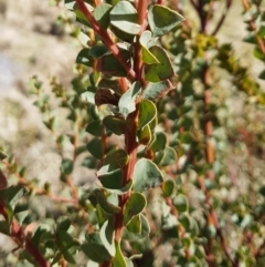 Acacia pravissima at Rendezvous Creek, ACT - 18 Jul 2023